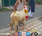 most beautiful bakra qurbani in b2