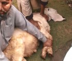 bakra qurbani latest