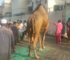most beauriful camel qurbani in b3 gujranwala