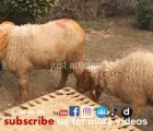 bakra qurbani in peoples colony gujranwala 2006