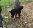 latest bakra qurbani 2021 gujranwala