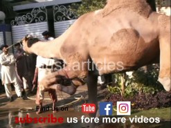 camel qurbani b3 area Pakistan