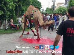 camel qurbani HD 2