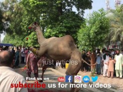 beautiful camel qurbani 2019 gujranwala A1