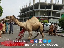 beautiful camel qurbani in 2019 gujranwala