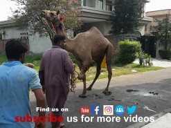 second day camel qurbani 2019 Pakistan