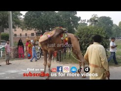 2014 رسی کے بغیر اونٹ کی قربانی