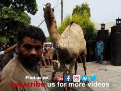 beautiful camel qurbani HD 2019 in gujranwala