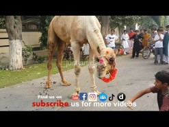 camel qurbani 2014 HD in gujranwala