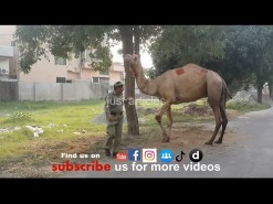 camel qurbani b2 gujranwala 2019