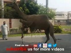 camel qurbani 2018 in gujranwala Pakistan