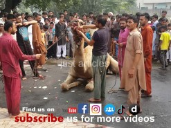 Beautiful # camel # qurbani #Gujranwala #2014 #2019