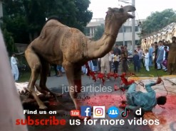 جب ایک ساتھ دو اونٹ کی قربانی کرو گے تو یہی ہو گا // Dangerous camel qurbani in Gujranwala wapda town