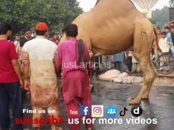 Qurbani Eid Videos 2014 - Wapda Town