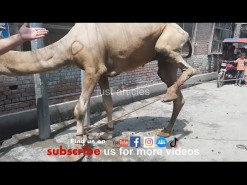camel slaughter 2019 HD gujranwala