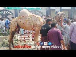 very beautiful camel qurbani 2019 HD