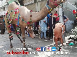 camel qurbani 2019 in city gujranwala 2nd day