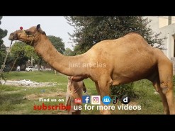 2014 HD Video رسی کے بغیر اونٹ کی قربانی