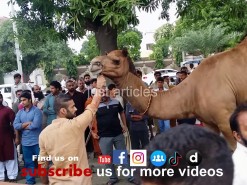 رسی کے بغیر اونٹ کی قربانی // HD camel qurbani in wapda town