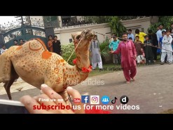 camel qurbani on eid 2014