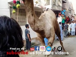EID UL AZHA 2019 Bakra eid 2019