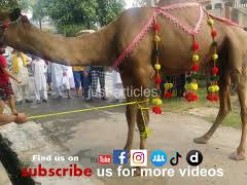 CAMEL QURBANI-EID-UL-AZHA 2020-Bakra eid 2020