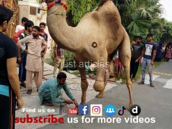 camel qurbani 2014 bakra eid