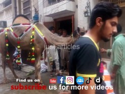 camel qurbani in city 2014