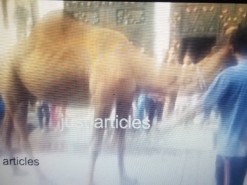 رسی کے بغیر اونٹ کی قربانی  camel qurbani 2014