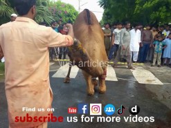 camel qurbani in b3 gujranwala 2015