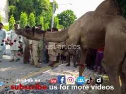 camel qurbani a1 main road 2015