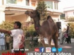 اونٹ موٹر سائیکل پر جا گرا