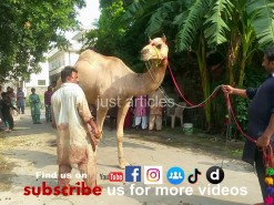 رسی کے بغیر اونٹ کی قربانی // best qurbani of 2015 in gujranwala