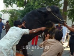 two bull qurbani in gujranwala 2015