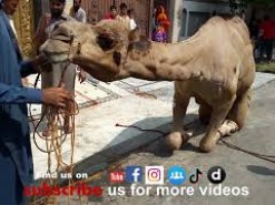 camel qurbani c1 2015 HD