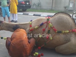 camel qurbani in b2 main road 2015