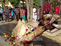 camel qurbani a1 near hospital 2015