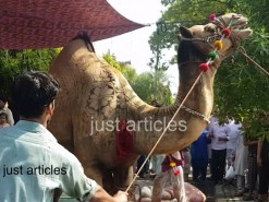 camel qurbani in a2 main road gujranwala