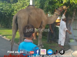 camel qurbani in a2 boundry area