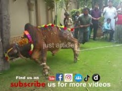 beautiful cow qurbani in b2 gujranwala
