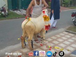 most beautiful bakra qurbani in b2