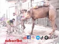 camel qurbani 2007 in city area