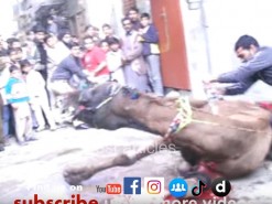 worst qurbani in gujranwala 2007