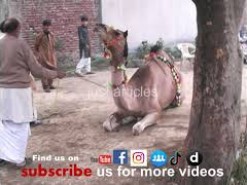 camel qurbani in b4 2009 gujranwala