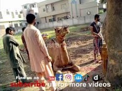 camel qurbani near Aman Masjid 2013