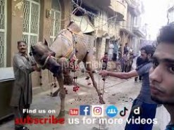camel qurbani in gujranwala Pakistan
