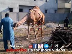 camel qurbani in a1 main road 2013