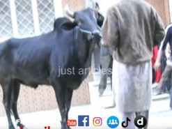 DANGEROUS QURBANI CITY 2007 IN GUJRANWALA