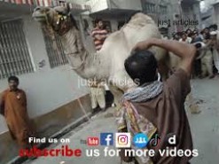 camel qurbani in bakhtewala 2013 gujranwala