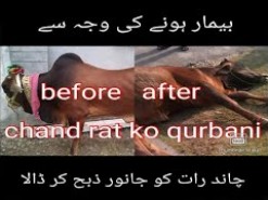 janwar bemar hone ki waja se  chand rat ko qurbani